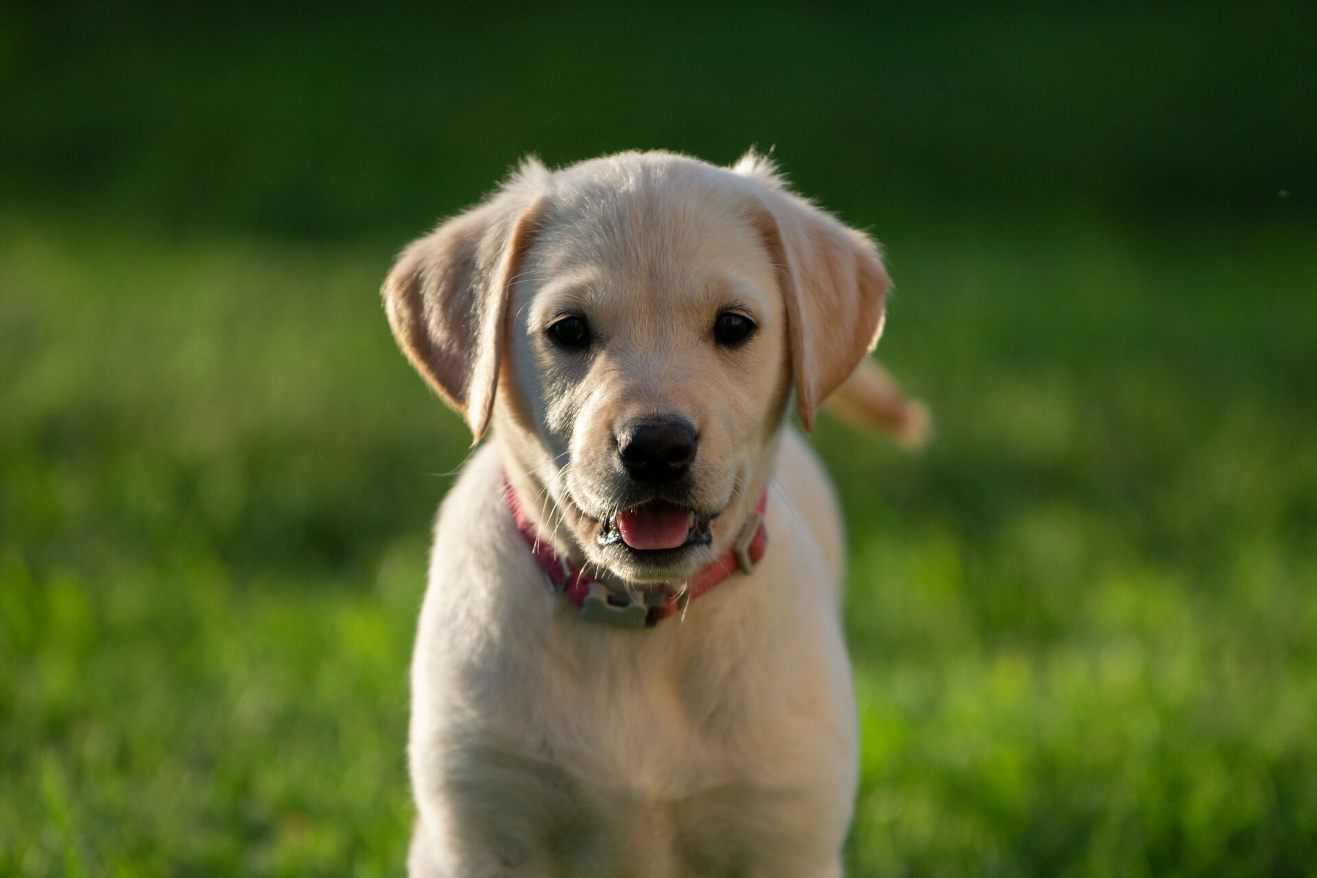 Arrivée du chiot à Lyon