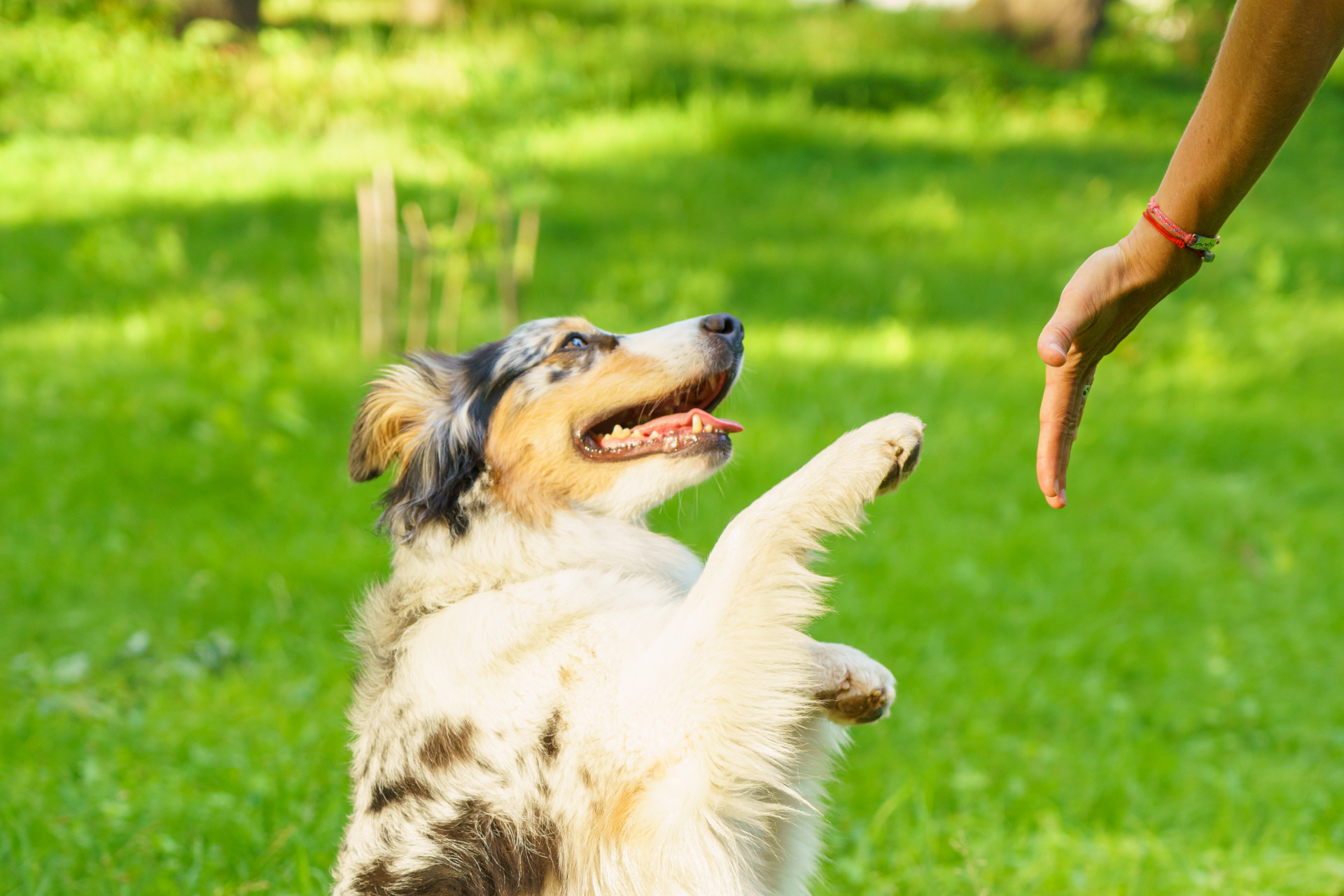 Ateliers canin à Lyon