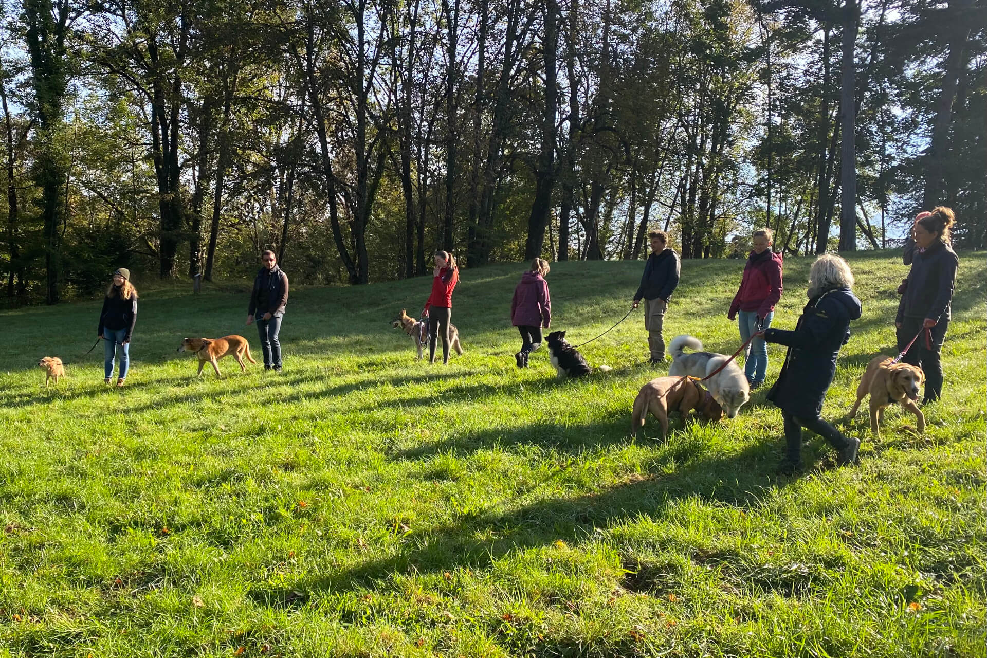 Education canine collective à Lyon