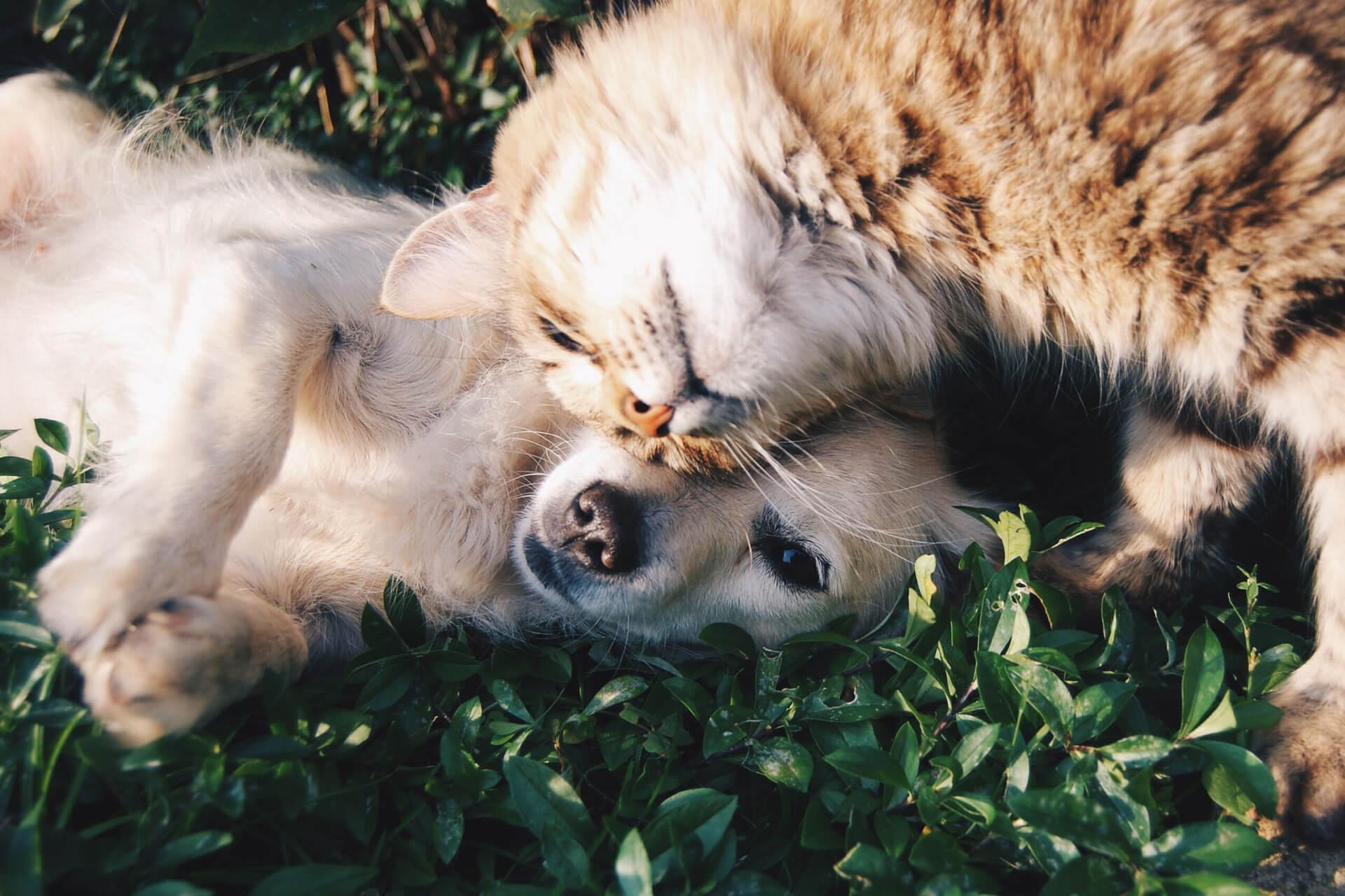 Pet sitting et promenades à Lyon