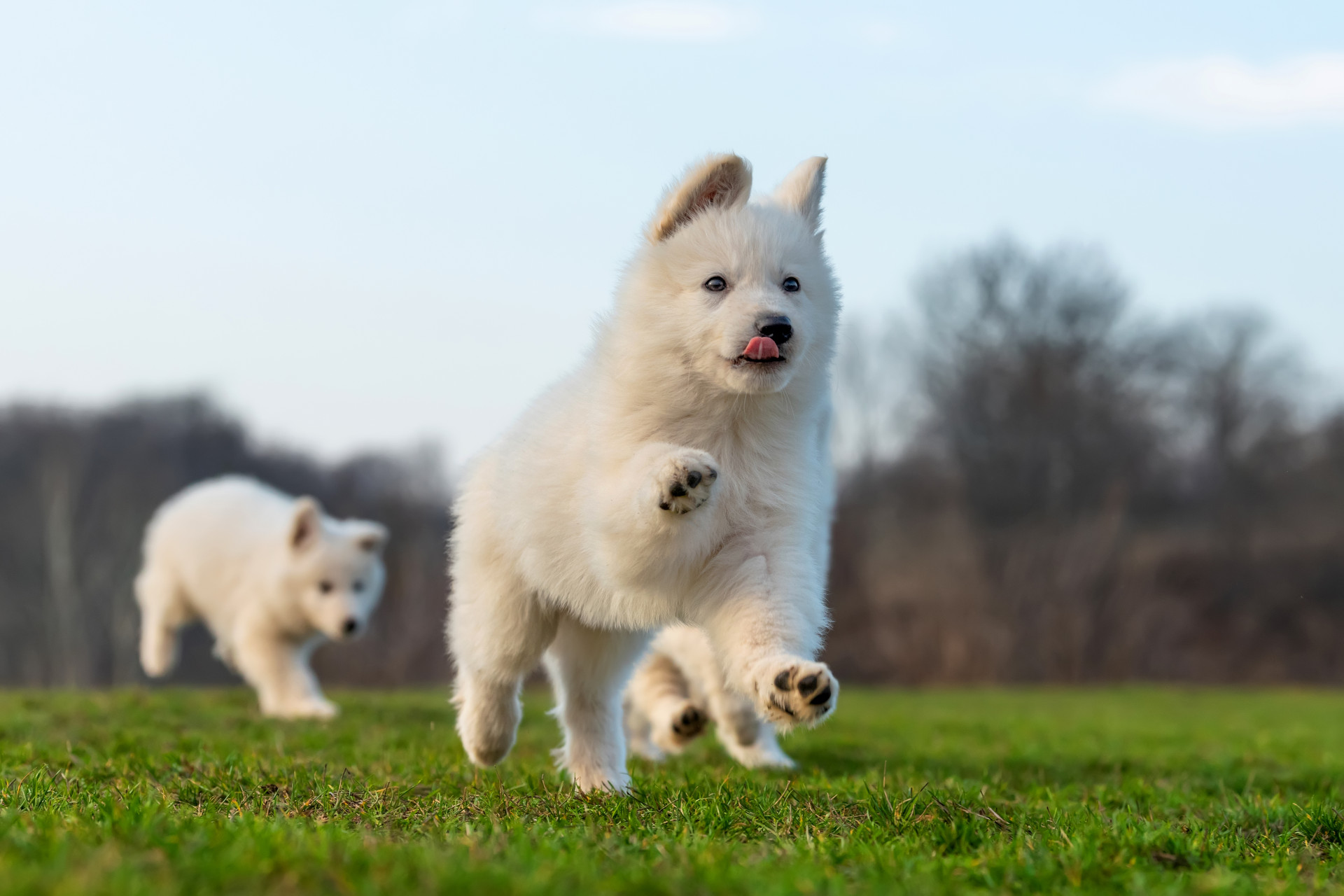 Récréation des chiots à Lyon